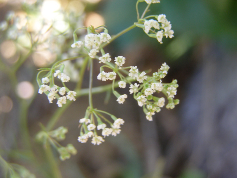 Изображение особи Falcaria vulgaris.