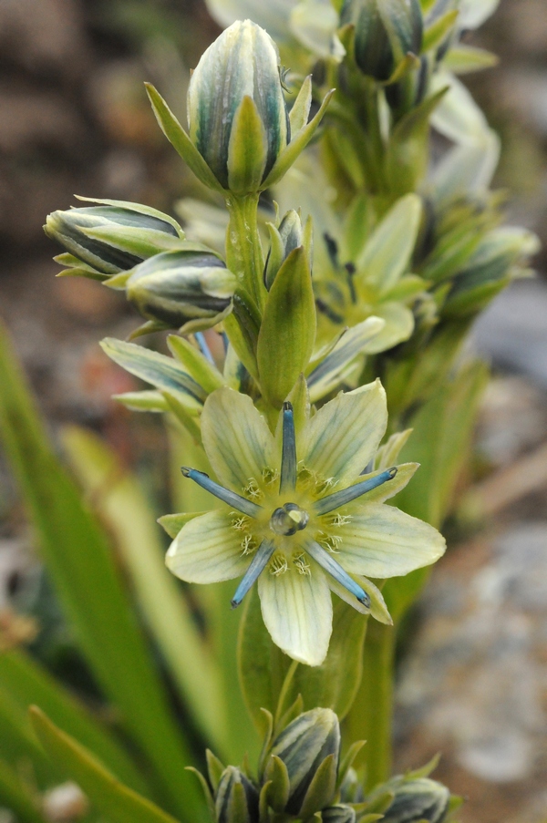 Image of Swertia marginata specimen.