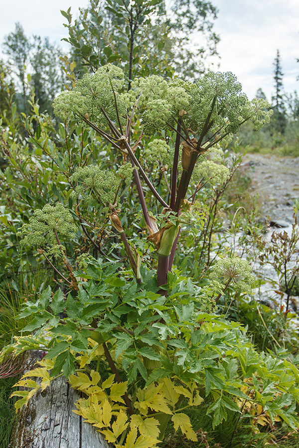 Image of Archangelica officinalis specimen.