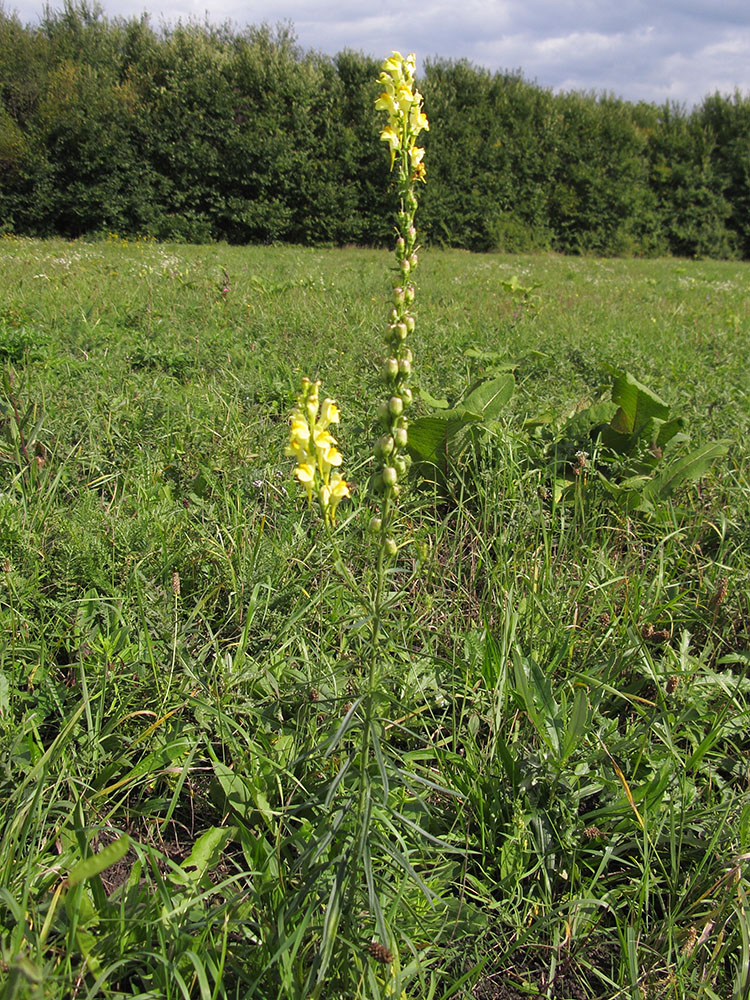 Image of Linaria ruthenica specimen.