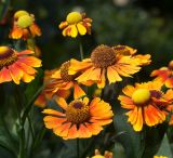 Helenium autumnale