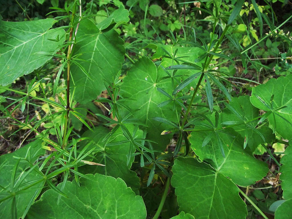 Изображение особи Galium polonicum.