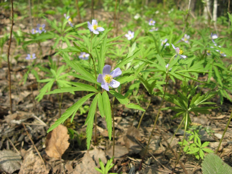 Image of Anemone caerulea specimen.