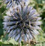 Echinops bannaticus