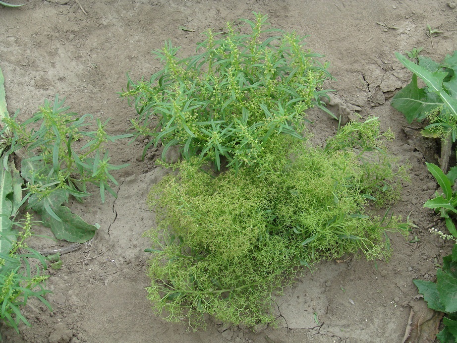 Image of Teloxys aristata specimen.