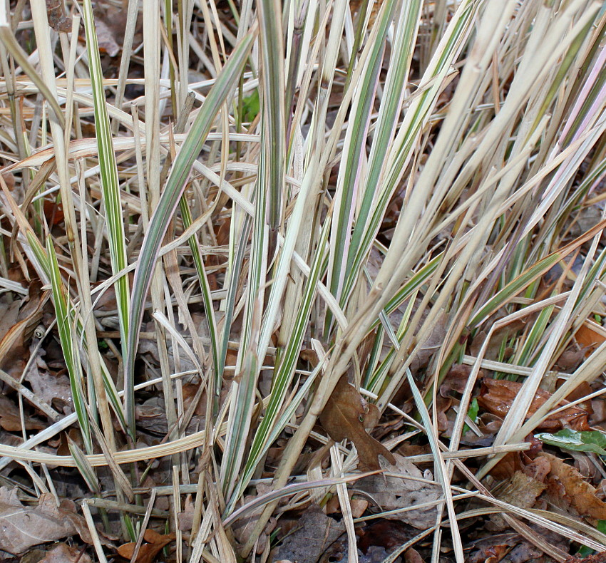 Image of Miscanthus sinensis specimen.