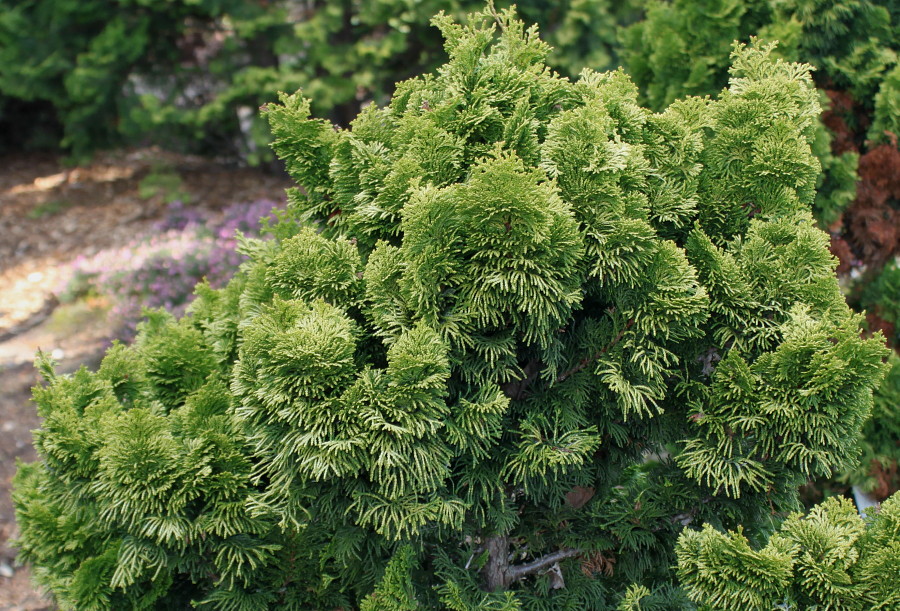 Image of Chamaecyparis obtusa specimen.