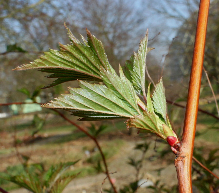 Image of Stephanandra tanakae specimen.