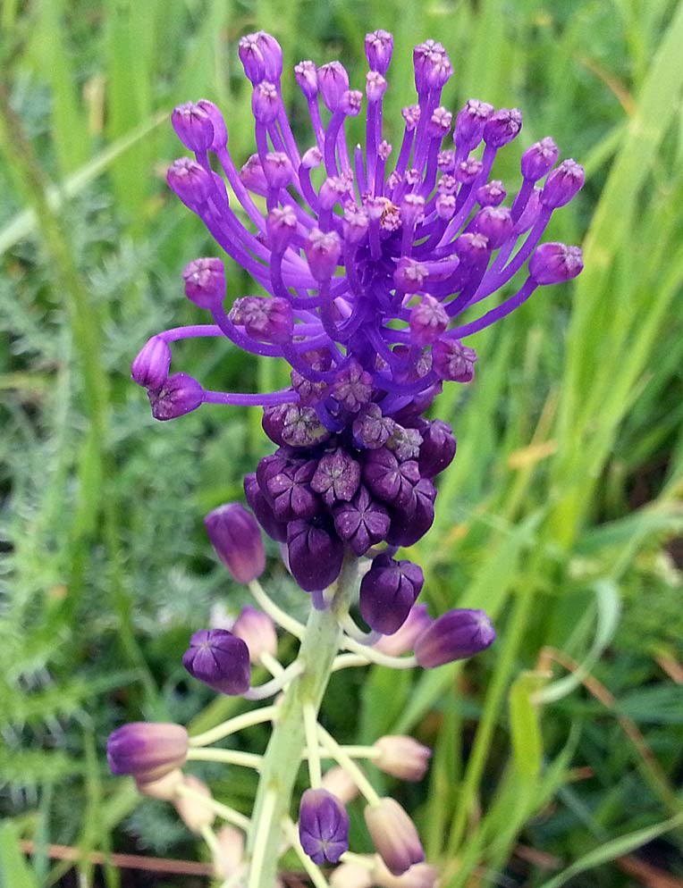 Image of Leopoldia comosa specimen.