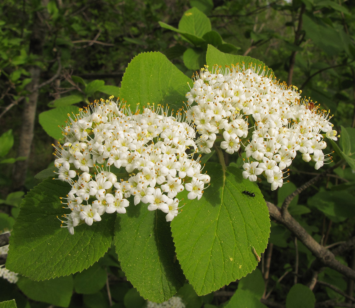 Image of Viburnum lantana specimen.