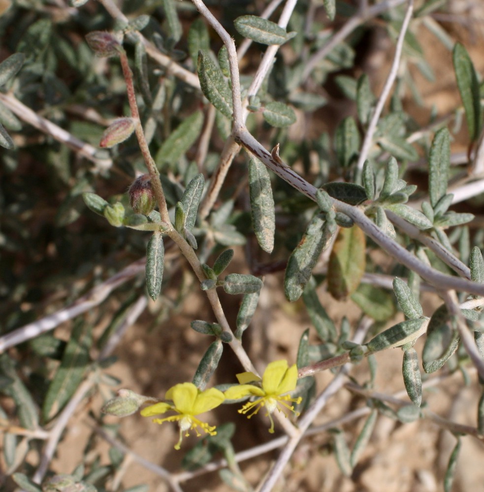 Изображение особи Helianthemum lippii.