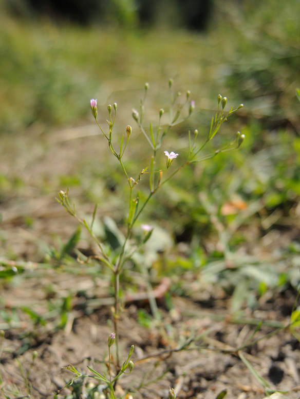 Изображение особи Psammophiliella muralis.