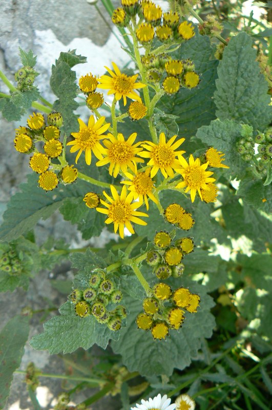 Image of Senecio analogus specimen.