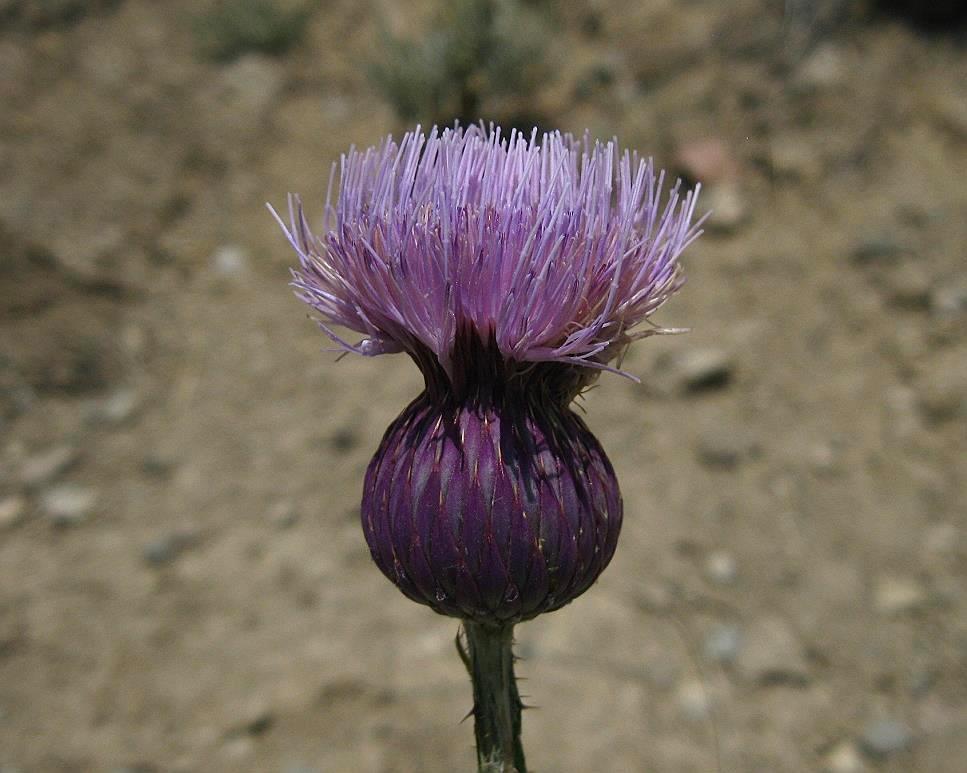 Image of Onopordum armenum specimen.