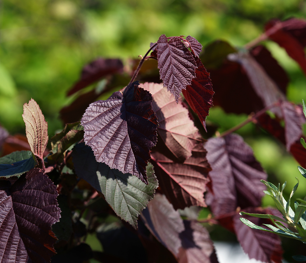 Изображение особи род Corylus.