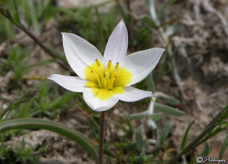 Image of Tulipa biflora specimen.