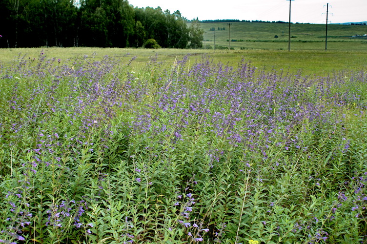 Image of Nepeta sibirica specimen.