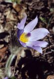 Pulsatilla grandis. Цветущее растение. ФРГ, Саксония, окрестности Майссена, ботанический сад Boselgarten.