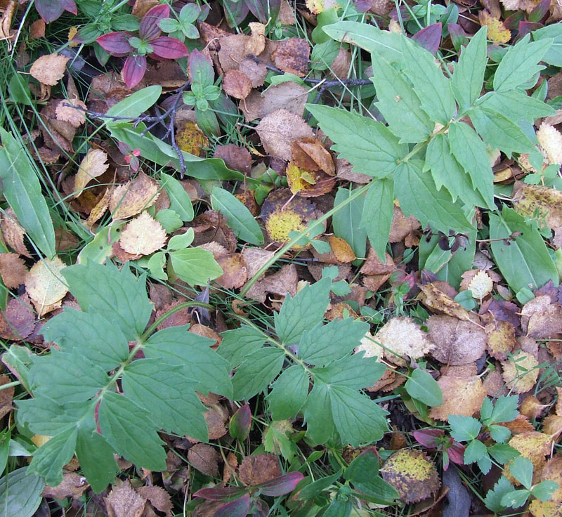 Image of Valeriana sambucifolia specimen.