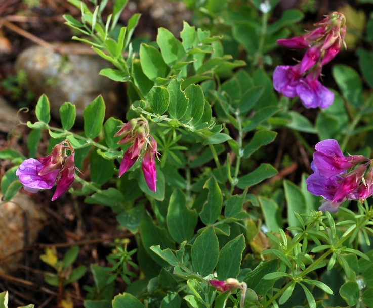 Изображение особи Lathyrus japonicus.