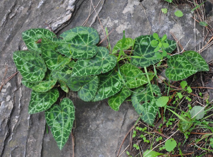 Image of Cyclamen graecum specimen.