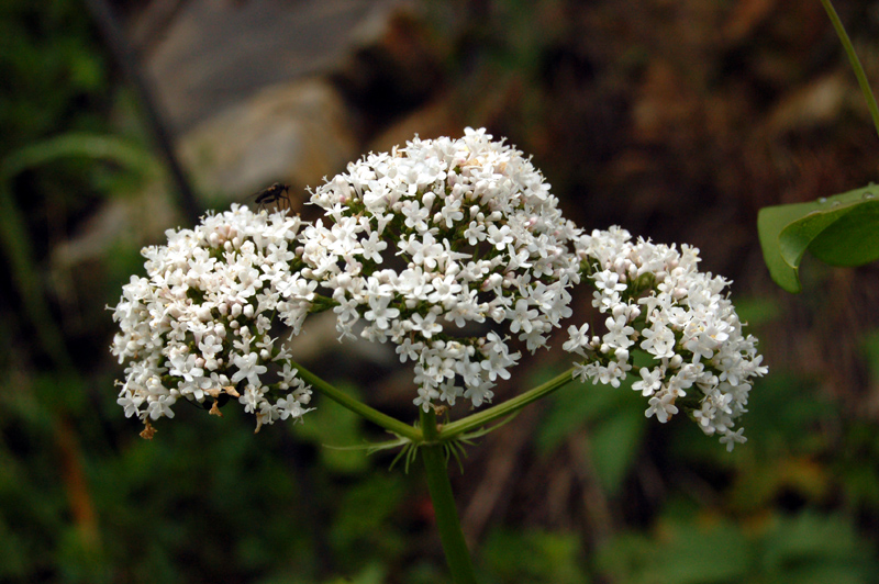 Изображение особи Valeriana rossica.