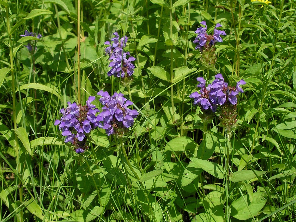 Image of Prunella grandiflora specimen.