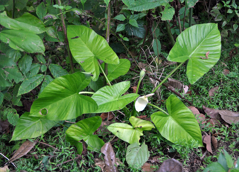 Image of Alocasia decipiens specimen.