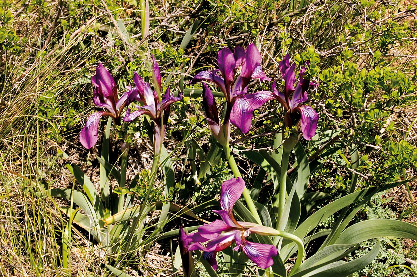 Image of Iris glaucescens specimen.