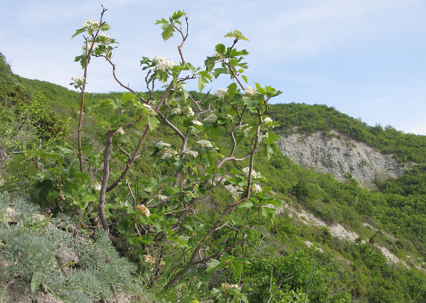 Image of Sorbus torminalis specimen.