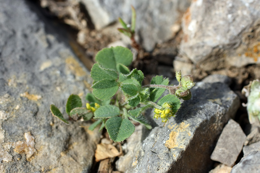 Image of Medicago lupulina specimen.