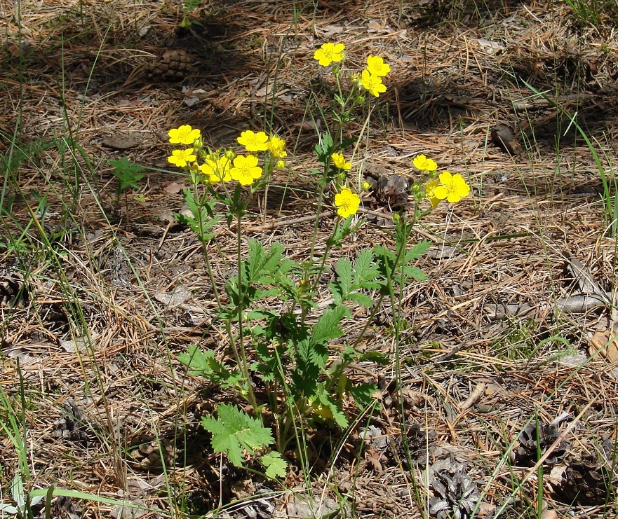 Изображение особи Potentilla tanacetifolia.