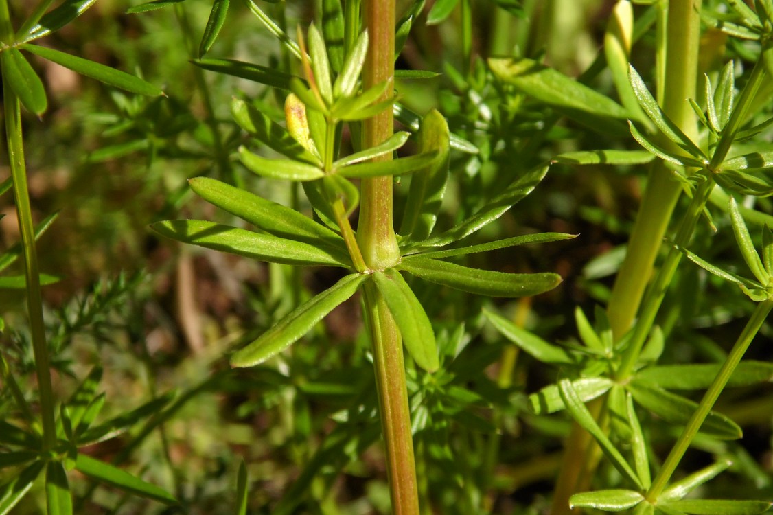 Image of Galium album specimen.