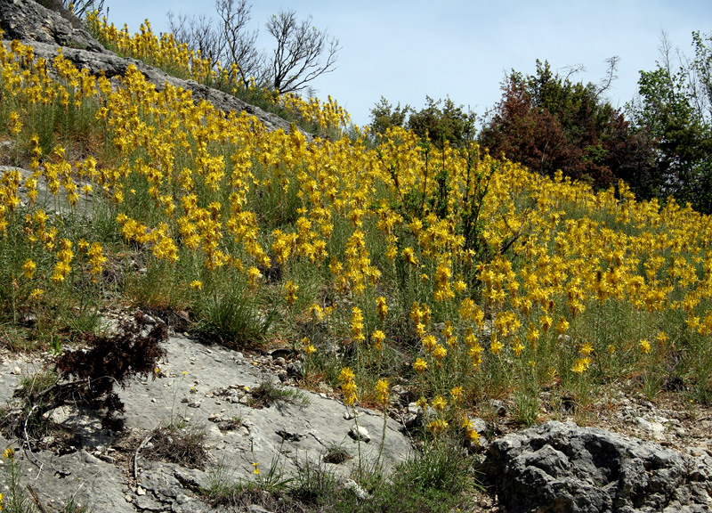 Image of Asphodeline lutea specimen.