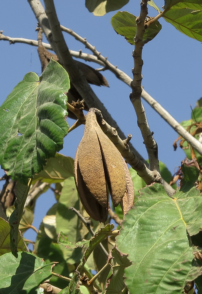 Image of Pterospermum acerifolium specimen.