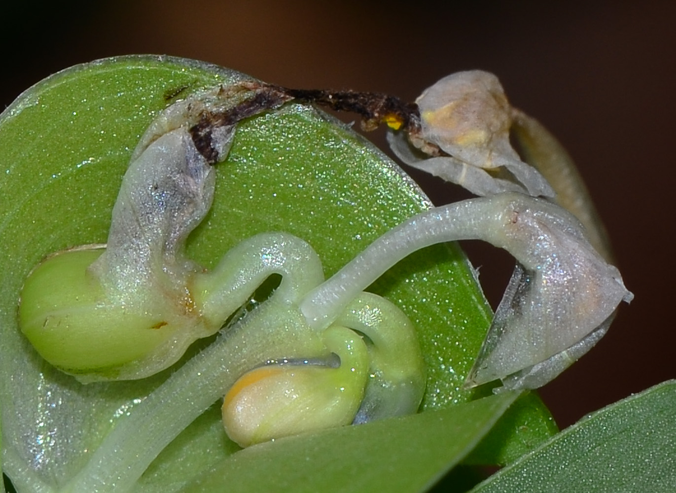 Image of Commelina erecta specimen.