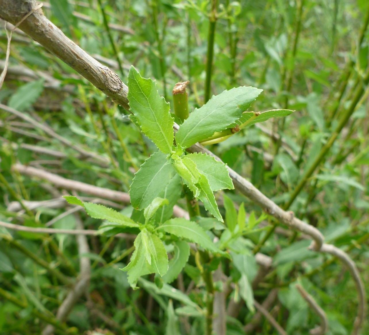 Изображение особи Salix triandra.