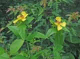 Hypericum gebleri