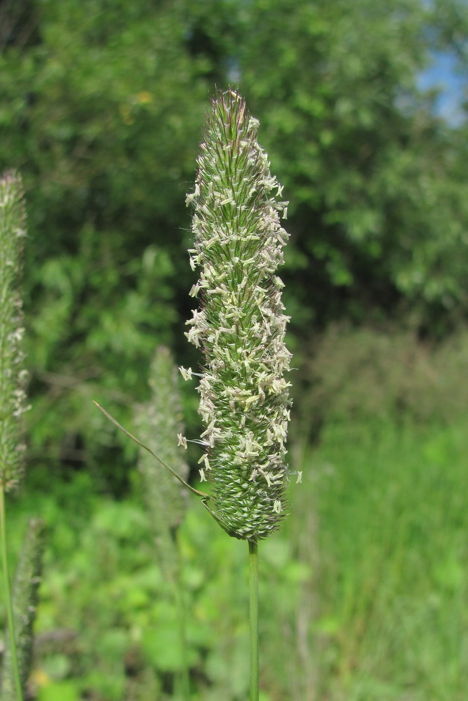 Image of Phleum pratense specimen.