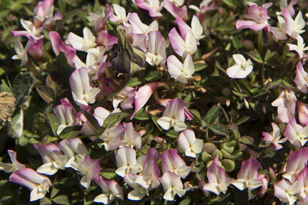 Image of Trifolium uniflorum specimen.