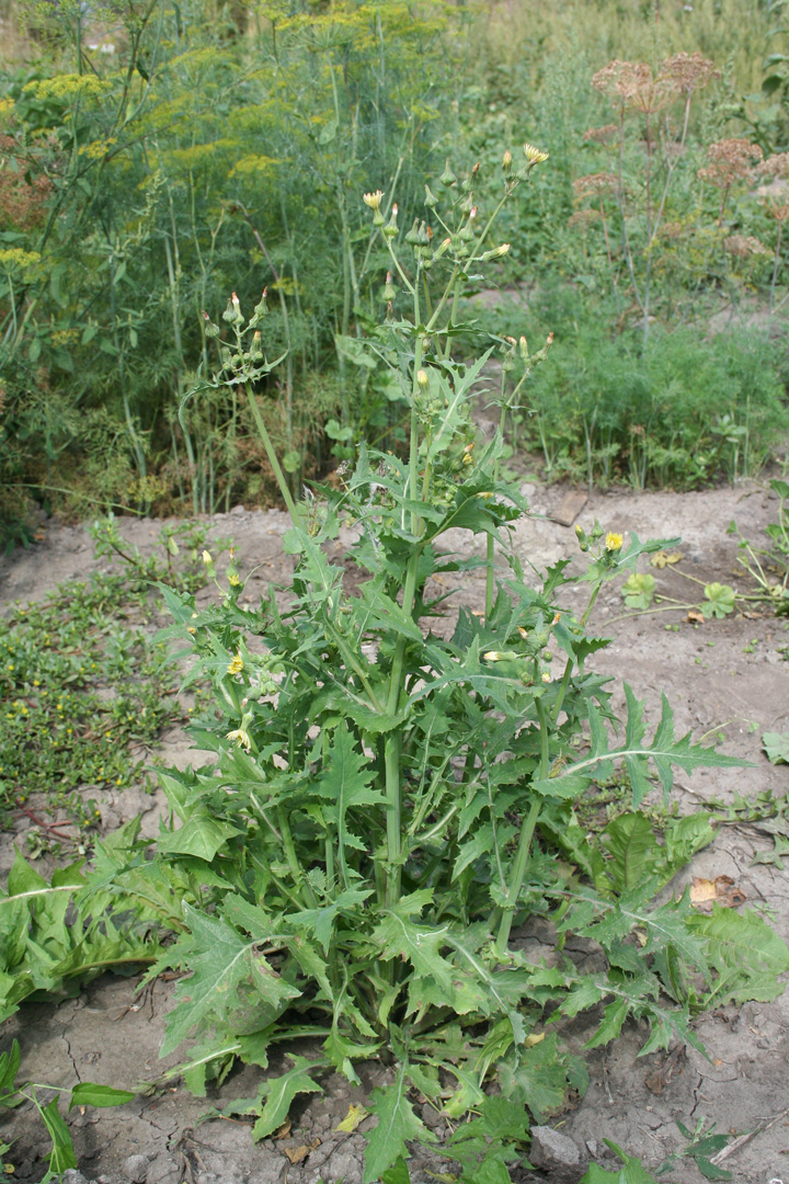 Изображение особи Sonchus oleraceus.