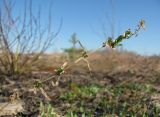 Stellaria graminea. Верхушка перезимовавшей веточки с молодыми побегами. Окр. Архангельска, свалка древесных отходов. 02.05.2016.