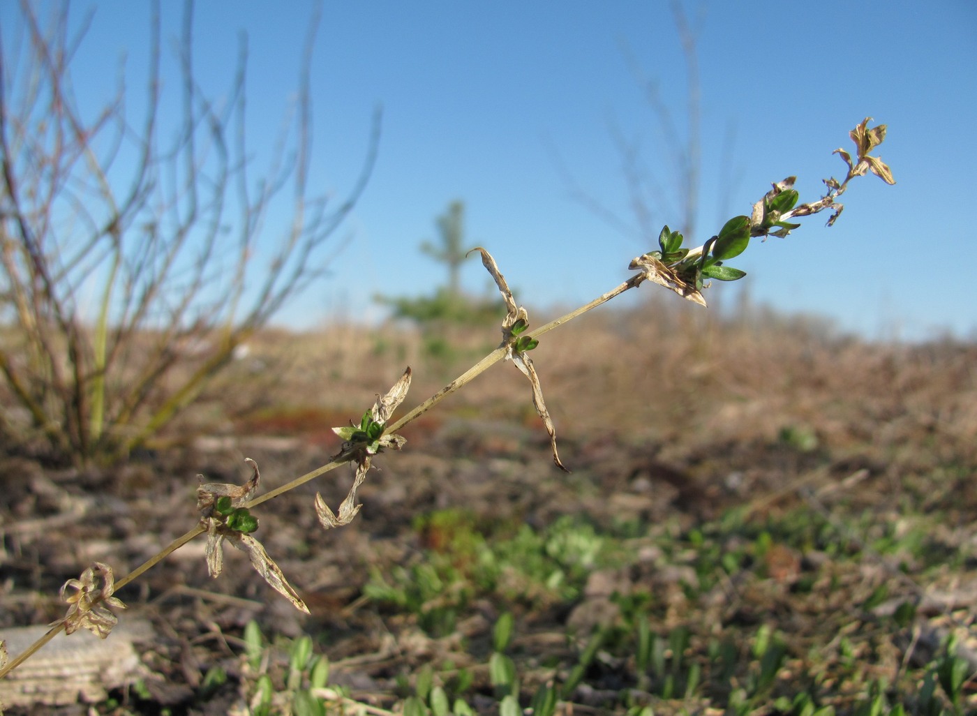 Image of Stellaria graminea specimen.