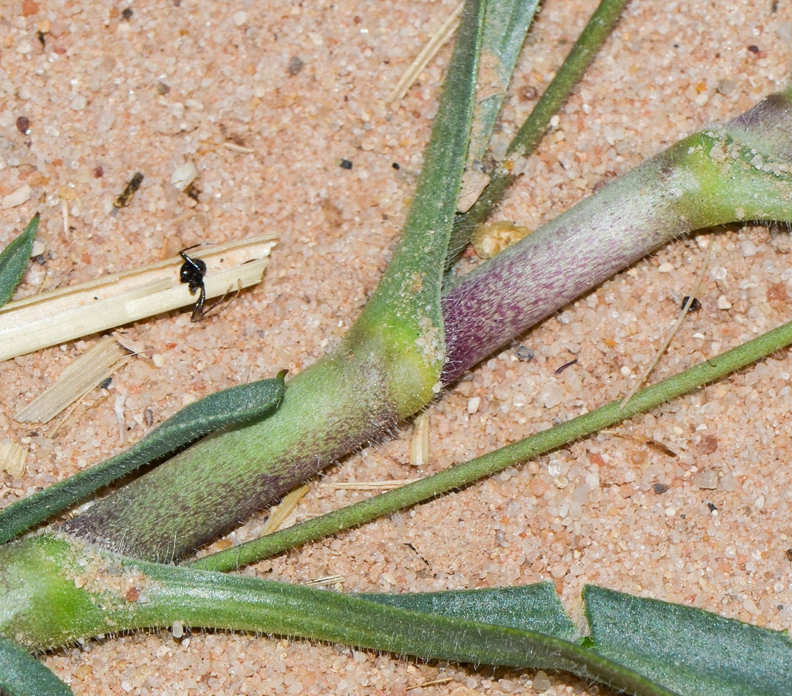 Image of Plantago amplexicaulis specimen.