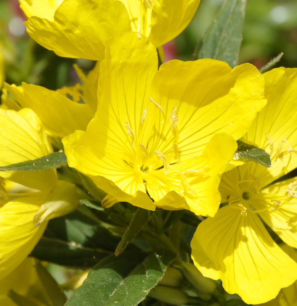 Image of genus Oenothera specimen.