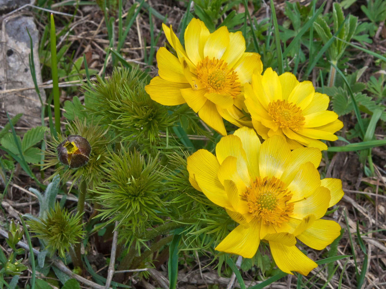 Image of Adonis vernalis specimen.