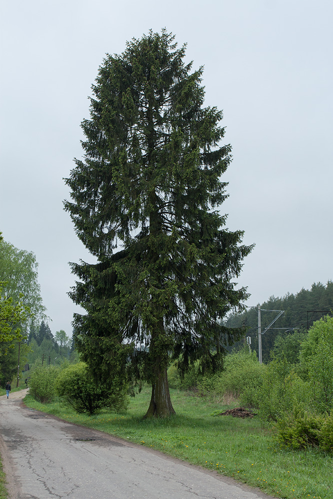 Image of Picea abies specimen.