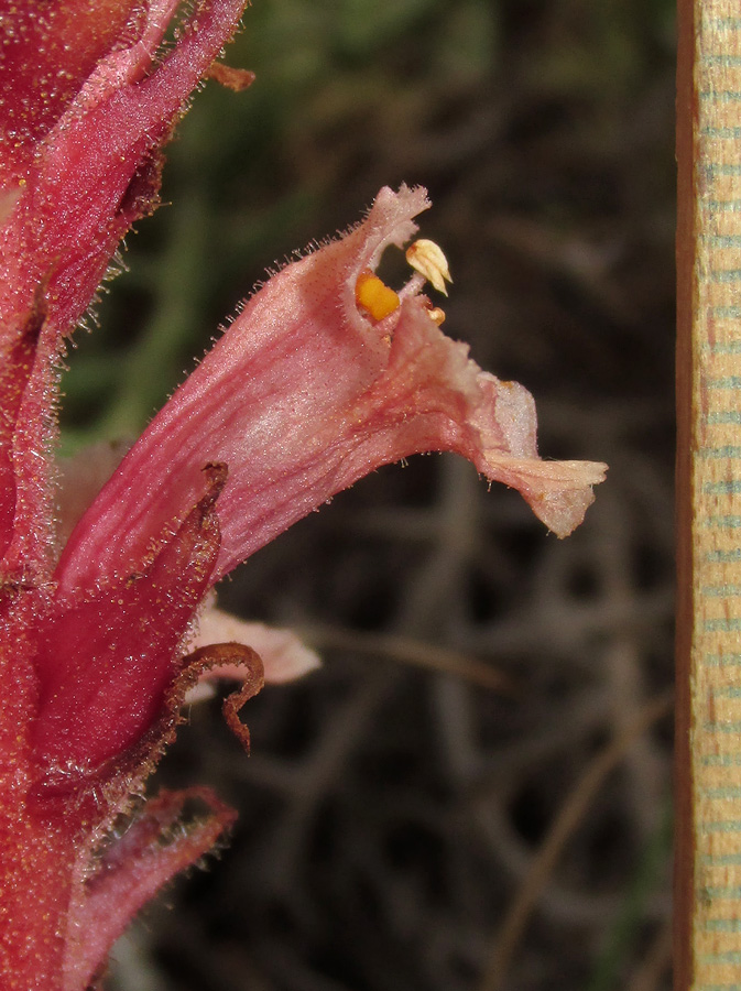 Image of Orobanche centaurina specimen.