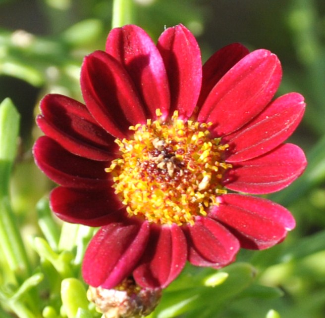 Image of Argyranthemum frutescens specimen.