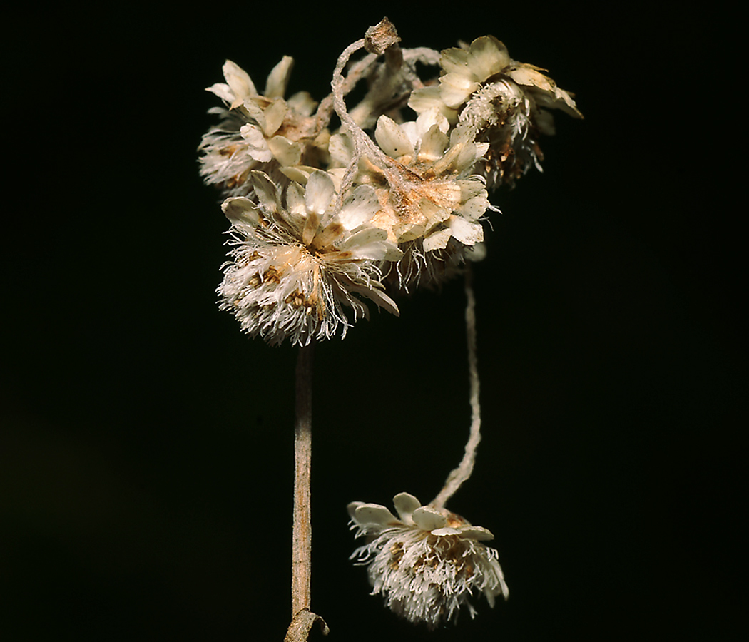 Image of Antennaria dioica specimen.